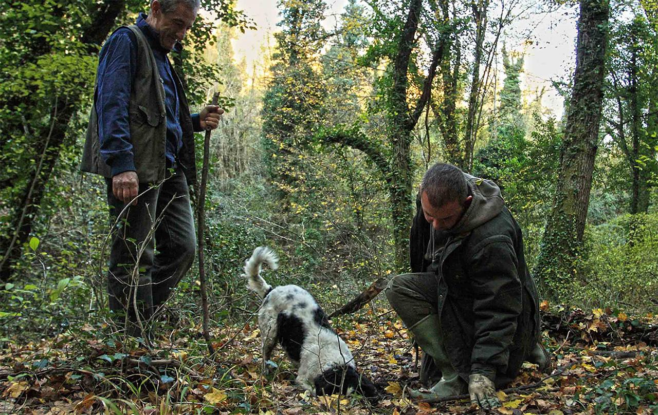 Truffle hunting istria